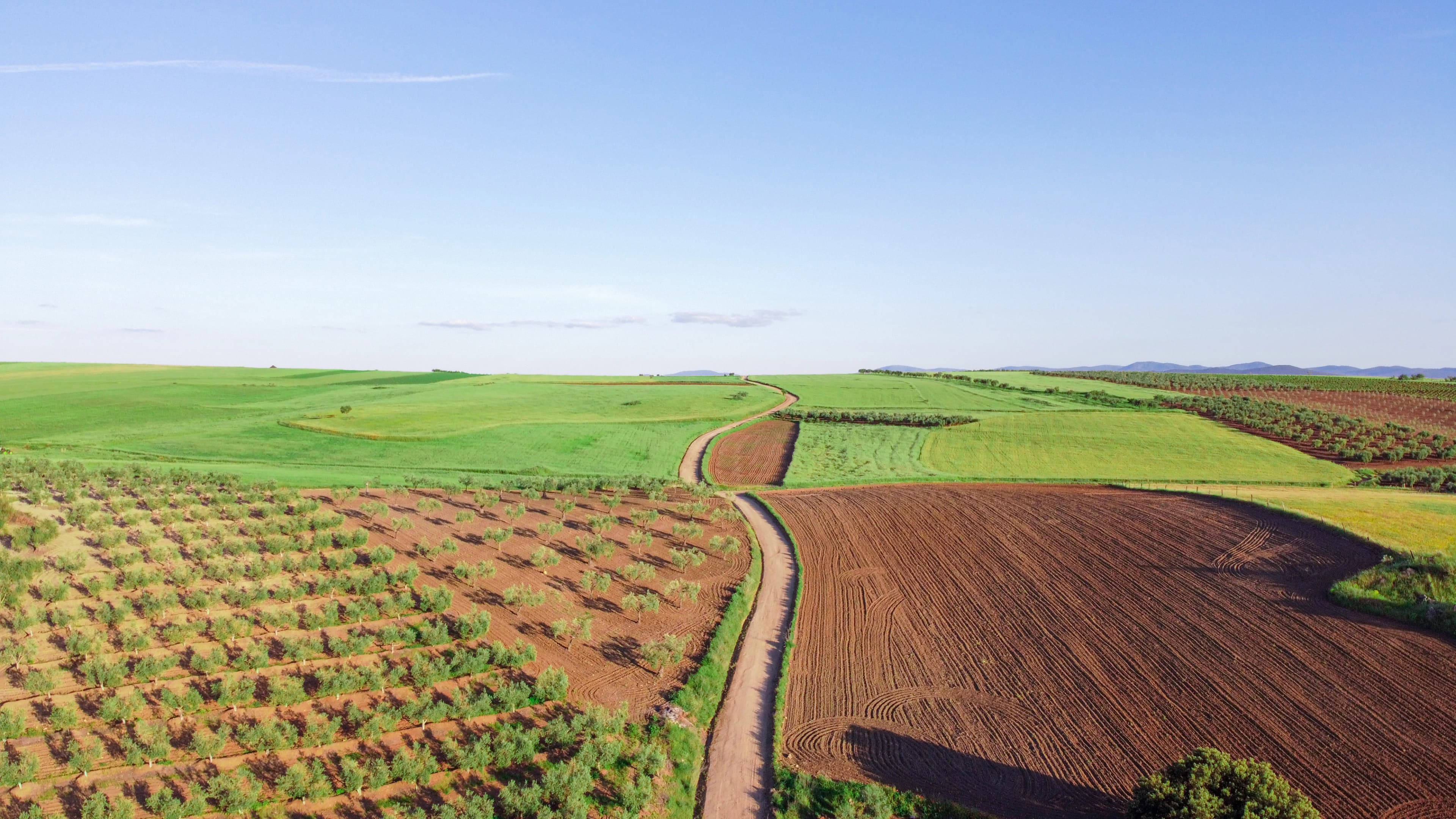 Estrada de terra entre parcelas cultivadas